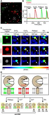 Orthogonal Activation of Metabotropic Glutamate Receptor Using Coordination Chemogenetics